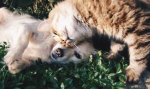 Pets Best Pet Insurance Review 2026: Dog & Cat Coverage, Quote Options & Vet Bill Protection