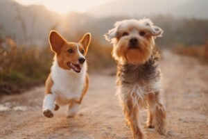 Pet Insurance Options for Dogs and Cats: What Pet Owners Should Compare