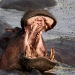 Surviving a Hippo Encounter: Paul Templer’s Harrowing Tale and Life Lessons