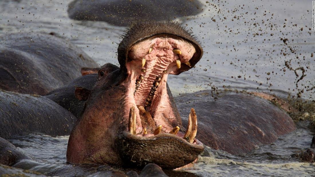 Surviving a Hippo Encounter: Paul Templer’s Harrowing Tale and Life Lessons