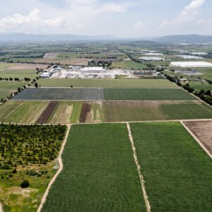 FDA Reassures Public Amid Rising Cyclospora Cases: Food Supply Remains Safe