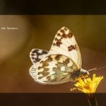 Spring Health Careers: What Job Seekers Should Know Before Applying - Digital Adsvertic
