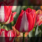 Spring Health open roles: what job seekers should know before applying